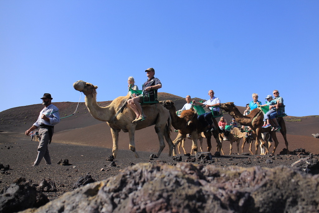 Timanfaya火山駱駝